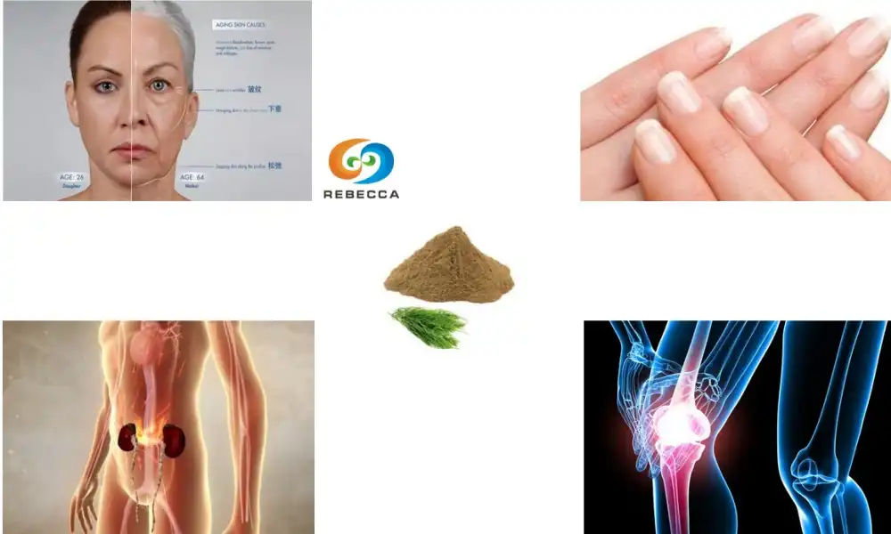 Is Horsetail Powder Safe for Nutraceutical Use?